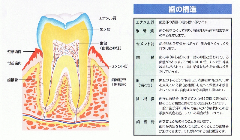 歯の構造と知っておきたい知識